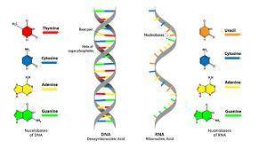 What are the four nucleotide bases present in trna?  do these bases differ from those found mrna ?