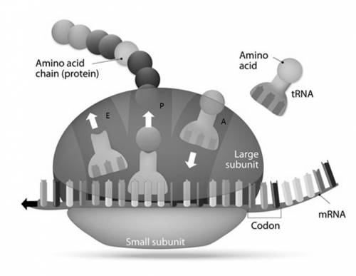Ribosomes use the directions found in dna to make  enzymes acids proteins sugars