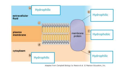 Phospholipids form the main fabric of the plasma membrane. one feature of phospholipids is that when