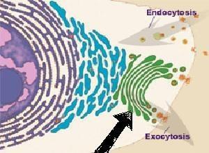 The black arrow in the picture above is pointing to an organelle that is packaging and shipping subs