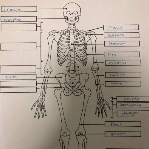 Label the bones of the skeletal system