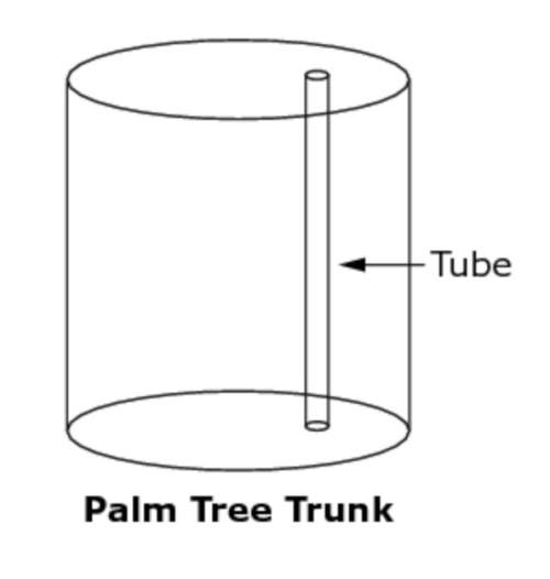 The trunk of a palm tree has cylindrical tubes that carry water. each tube is 0.0003 wide. one of th