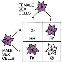 Assume the flower variety above shows a standard dominant/recessive inheritance pattern. what would