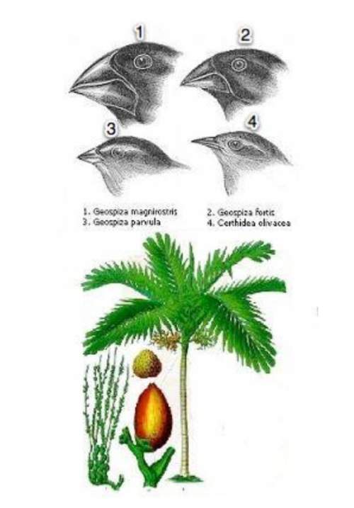 Suppose that the four species of finches shown at the top of the picture above, are all released ont