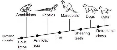 Look at the branching tree diagram below. which group of organisms evolved after dogs?