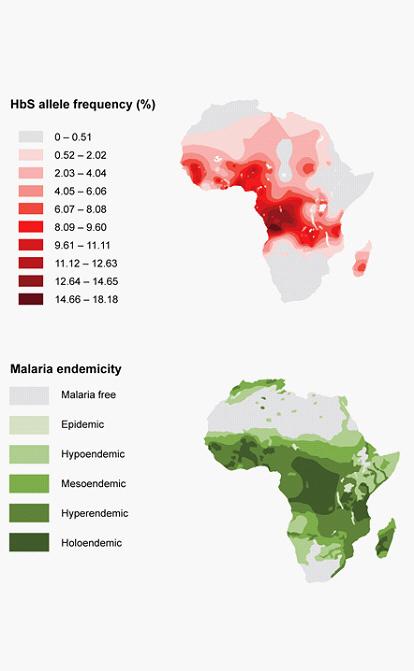 The map shows the allele frequency of sickled hemoglobin (hbs) and malaria endemicity in africa. (p