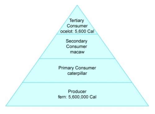 The image is an energy pyramid for a particular food chain. the amount of energy received by the ma