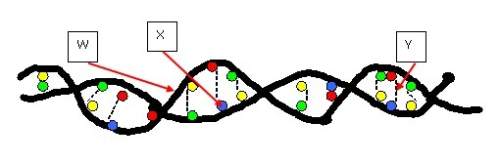 Look at the diagram of dna below. which of the following parts of the diagram represents the hydroge
