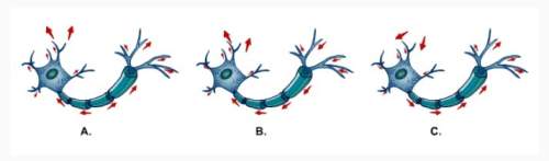 Which illustration has the correct direction in which an action potential travels through a neuron?