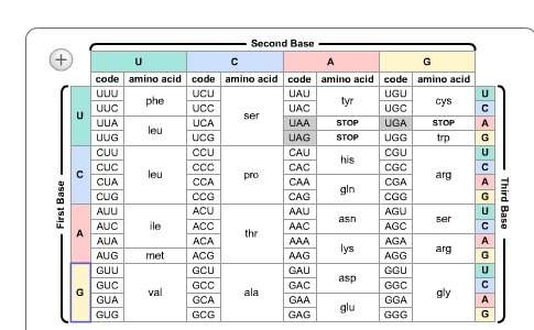 15. use the chart below to determine the amino acid sequence of the following strand of mrna. mrna