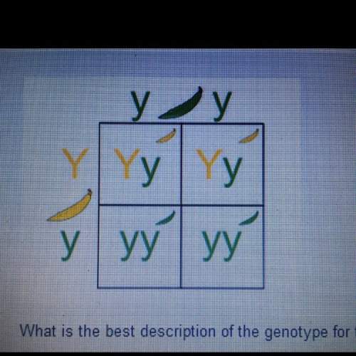 What is the best description of the genotype for the parent shown on the top of the punnett square