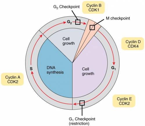 What is the purpose of checkpoints in the cell cycle