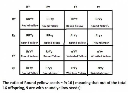 Aplant that has round and yellow seeds (rryy) is crossed with a plant that has round and yellow seed