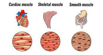 There are more smooth muscles in the body than skeletal muscles.