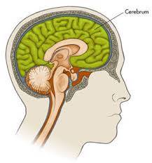 The part of the cerebrum that controls voluntary movements is located in the  lobe.