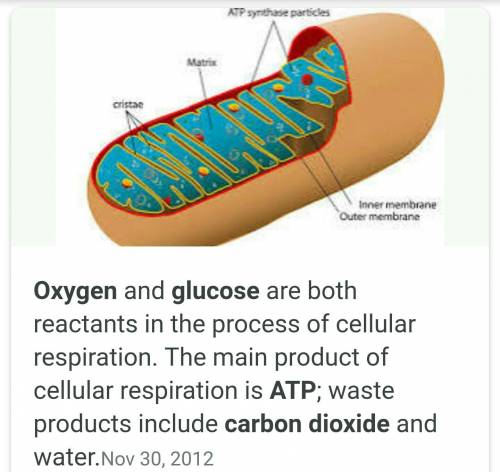 Are reactants in the process of cell respiration. a) water and sugar b) sugar and oxygen c) water an