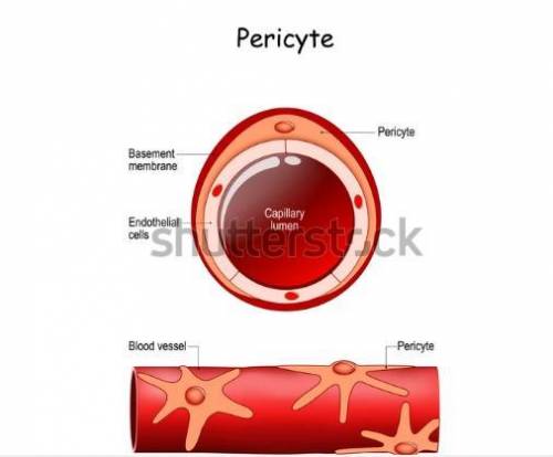 Which of the following is/are true of pericytes?  a) they can generate new capillaries b) they are c