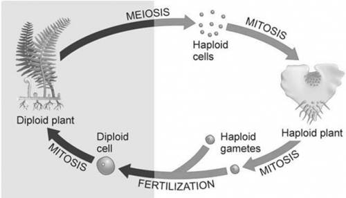 In seedless plants, haploid gametophytes are produced  a) diploid spores that undergo mitosis. b) ha