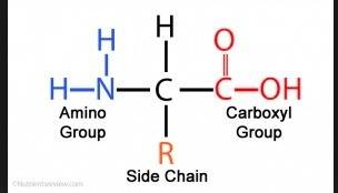 Which three components are common to all amino acids?  an amino group, a carboxyl group, and an r gr