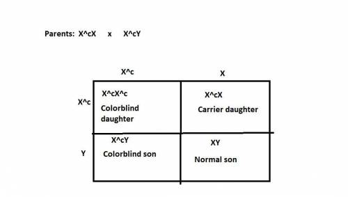 Color blindness is a recessive x-linked trait in humans. in a family where the mother is heterozygou