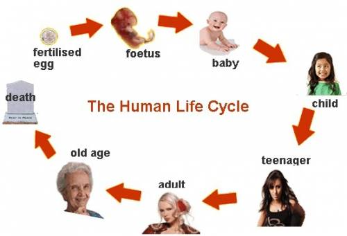 What is the correct order for the humans life cycle?