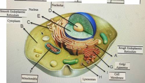 Identify the nine cell structures that are labeled in the animal cell diagram given below. provided