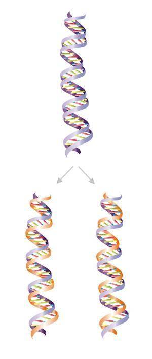 Which process  to preserve the genetic information stored in dna during dna replication?
