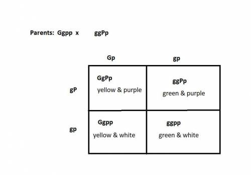 If g=yellow and g=green peas, and at a separate gene p=purple and p=white flowers, what proportion o