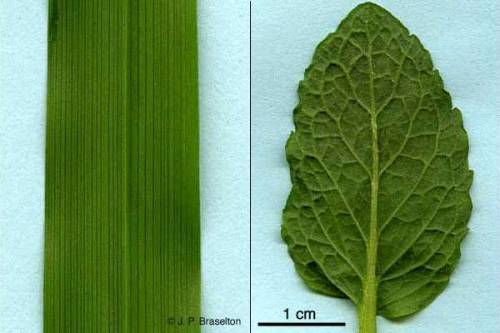 Me!  describe two different vein arrangements in leaves.