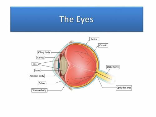 The part of the eye that's similar to the film of a camera is the a. retina. b. cornea. c. iris. d.