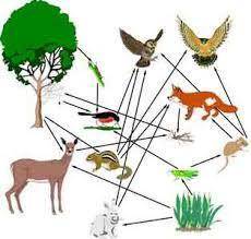 What is the difference between food chains and food webs?