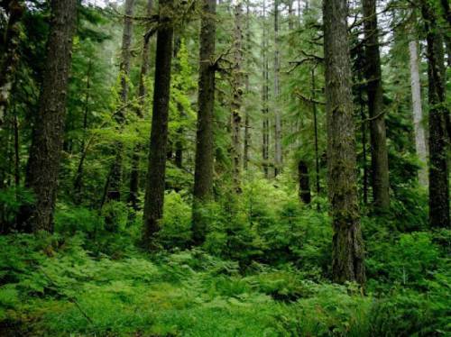 What are coastal coniferous or temperate rain forests?