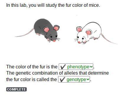 In this lab, you will study the fur color of mice. image of fur color of mice the color of the fur i