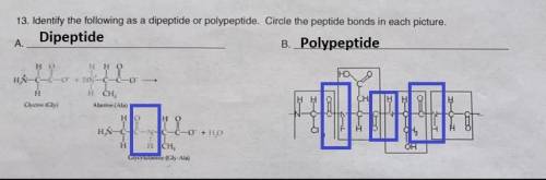 Identify the following as a dipeptide or polypeptide. circle the peptide bonds in each picture.