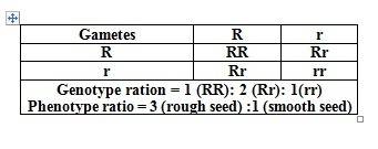In a certain plant, rough seeds (r) are dominant and smooth seeds (r) are recessive. two plants with