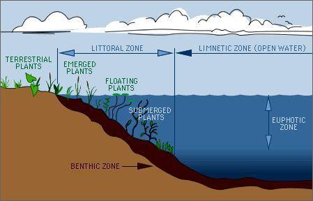 Large plants are most likely to be found in the - zone of a lake. o a. benthic b. limnetic o c. litt