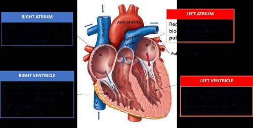 What is the function of the right atrium