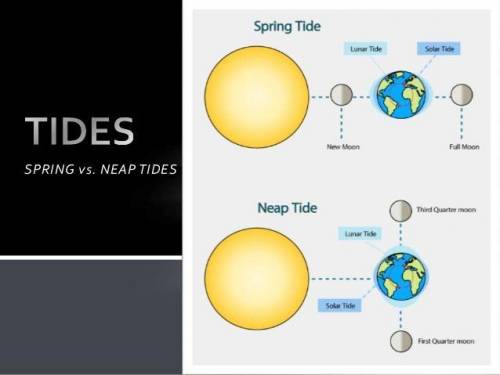 How often do spring and neap tides occur