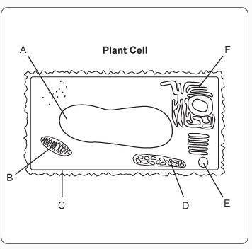 Which series of labels correctly identifies the indicated structures in this sketch of a cell viewed