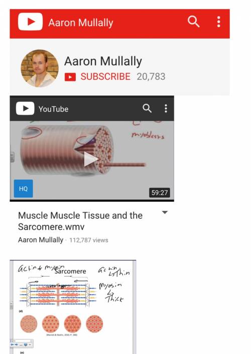 What is special proteins present in our muscle cell