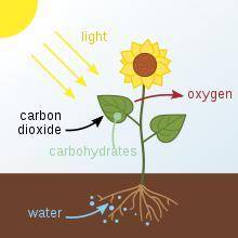 In which way are photosynthesis and cellular respiration different?  * cellular respiration stores a
