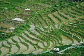 Which of the following terms best describes rice terraces that are carved on the side of a mountain?
