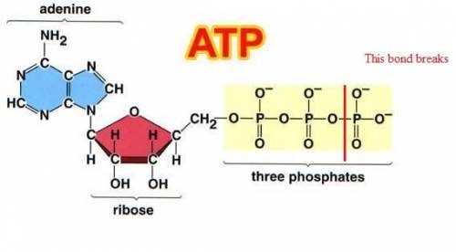 Atp is considered to be an energy carrier molecule. where is the energy actually located in this mol