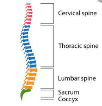 Compared to the cervical (neck) vertebrae, the lumbar (lower back) vertebrae are positioned more