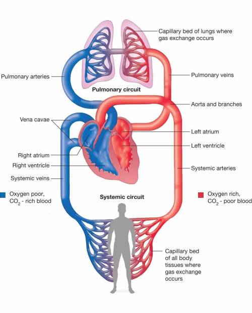 What transfer waste-filled blood from tissues into the pulmonary circulation.