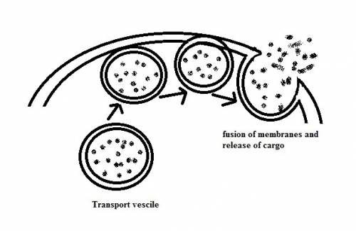 During  vesicles in the cell fuse with the cell membrane, releasing their contents to the outside.