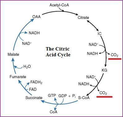 In the complete oxidation of glucose, six co2 molecules are formed per glucose molecule. the number