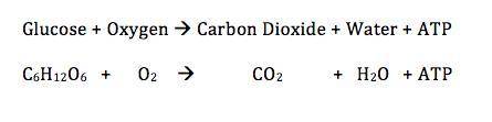 What is the equation for the chemical reaction of cellular respiration?