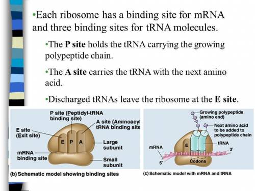Every ribosome has three trna binding sites:  the a site, the p site, and the e site. for the given