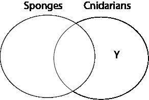 Which label belongs in the area marked y?  connor drew a venn diagram to compare sponges and cnidari